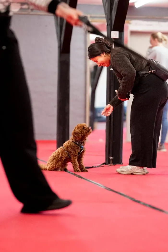 Hundetræning hos Hundeeventyr i Aalborg – Foto: Katerina Komselis Fotografi