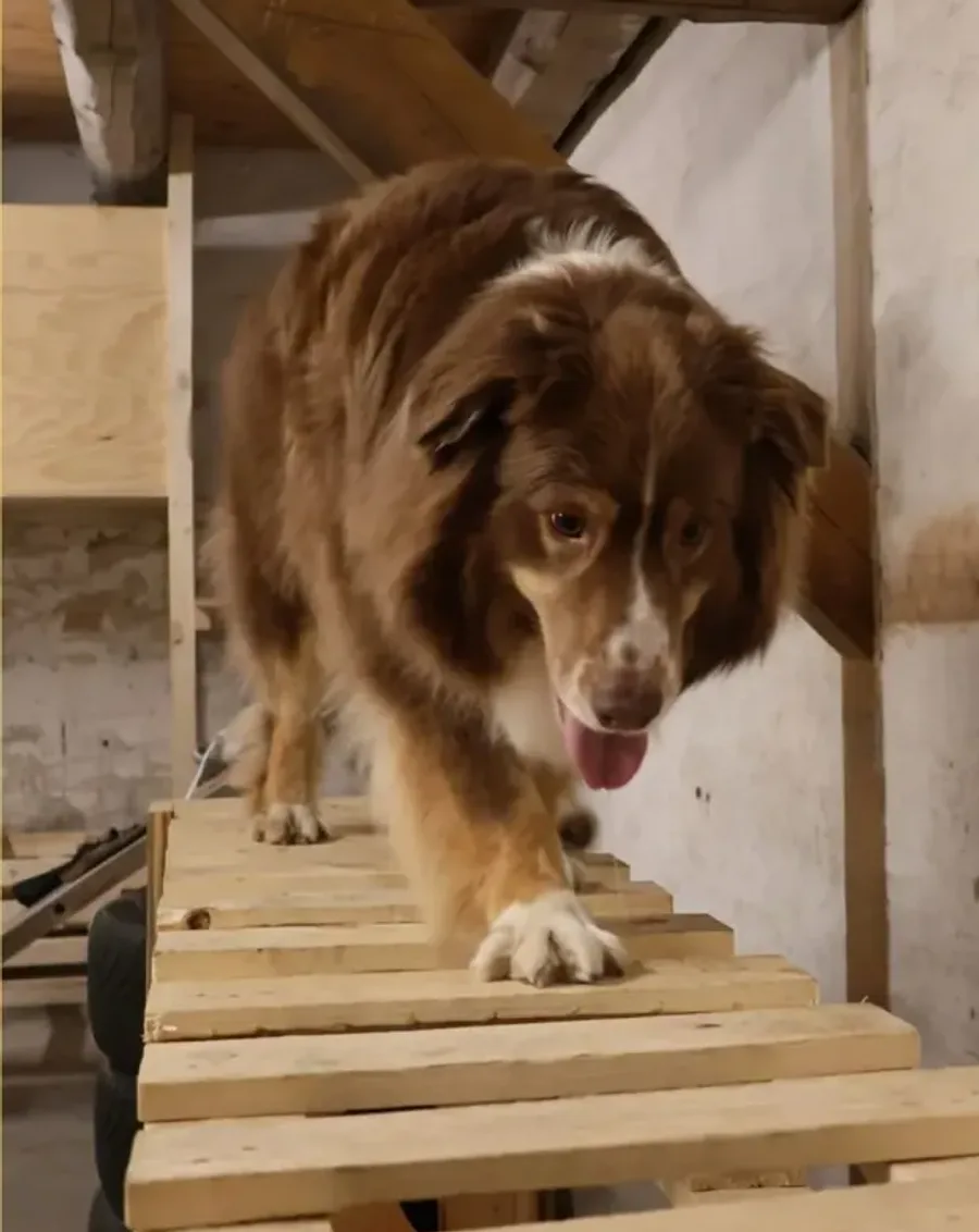 Australian Shepherd går over pallerampe i Hundeeventyrs miljørum i Aalborg