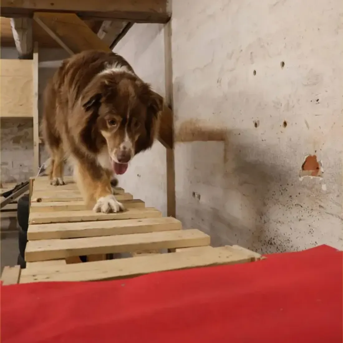 Hund i Hundeeventyrs miljørum i Aalborg