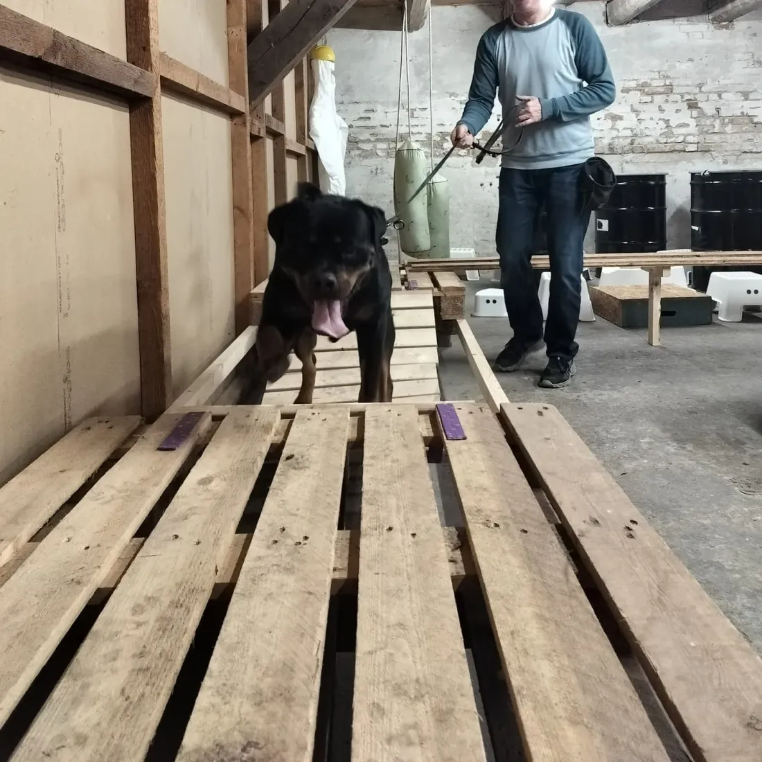 Rottweiler og ejer arbejder på skrå pallerampe — mental stimulering hund Aalborg
