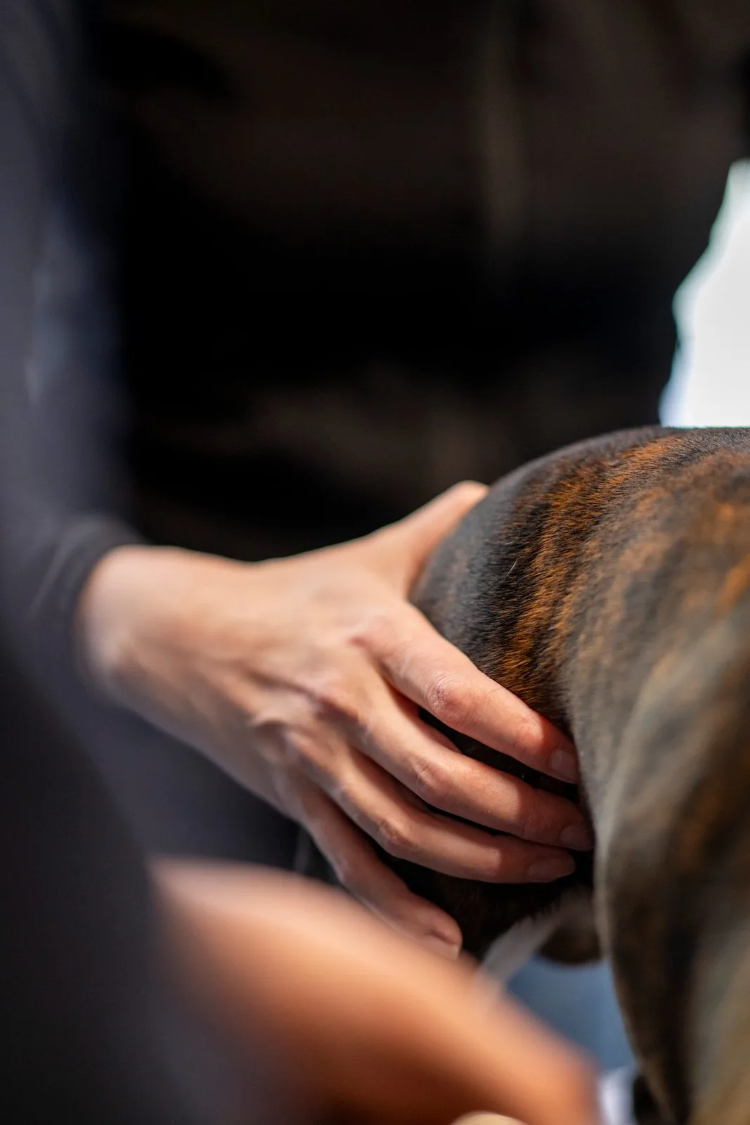 Heidi behandler en hund hundeosteopatisk – Foto: Katerina Komselis Fotografi