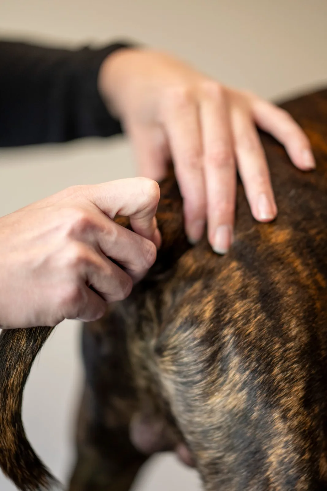 Hundeosteopatisk behandling af hund – Foto: Katerina Komselis Fotografi