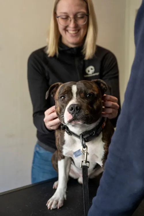 Hundeosteopati hos Hundeeventyr – Foto: Katerina Komselis Fotografi